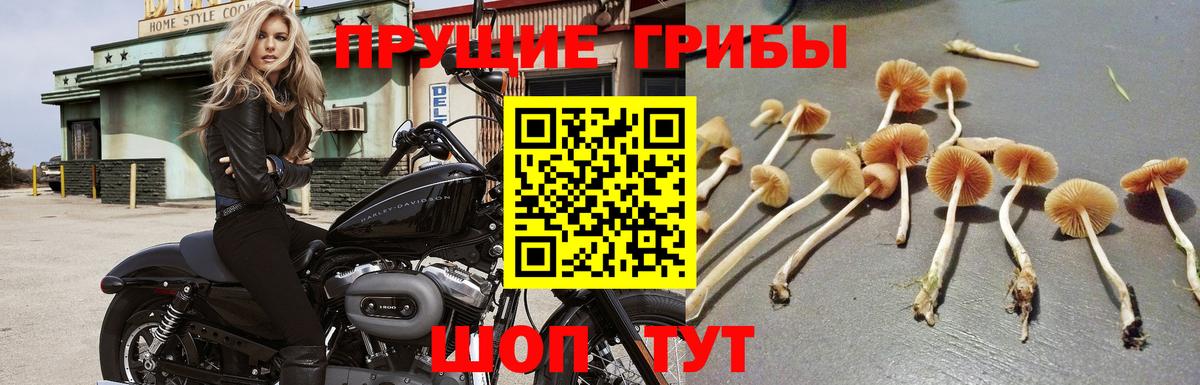 Галлюциногенные грибы мицелий Зеленогорск